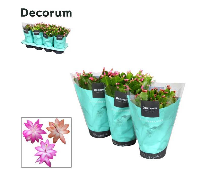 Schlumbergera
