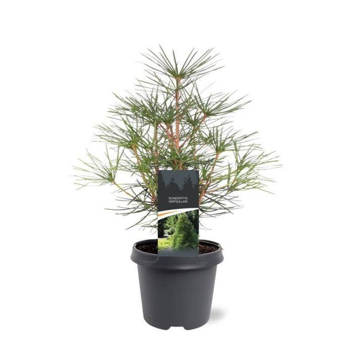 Sciadopitys verticilata