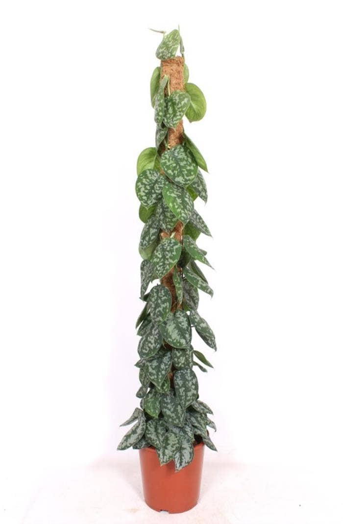 Scindapsus pict. Trebie