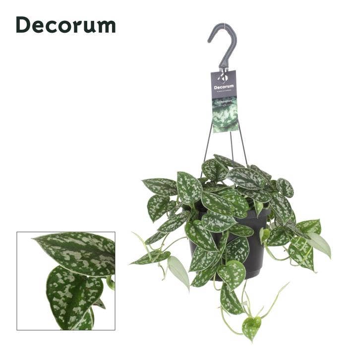 Scindapsus pictus Argyraeus