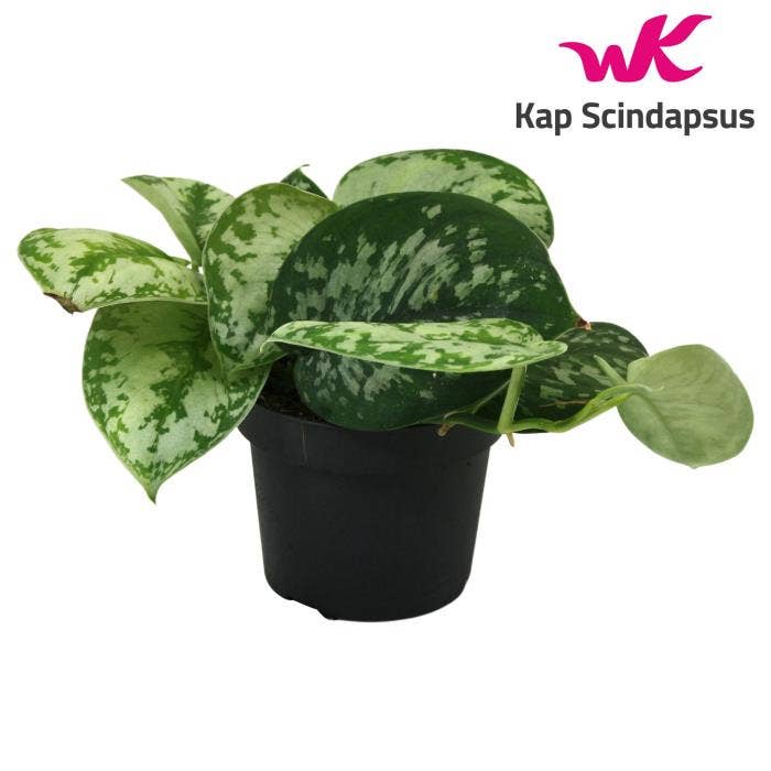 Scindapsus Trebie