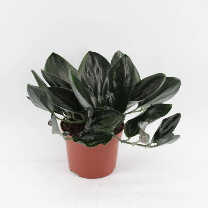 Scindapsus Treubii Dark