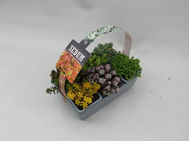 Sedum 6-pack 7cm