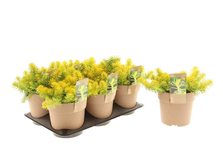 Sedum 'Angelina'