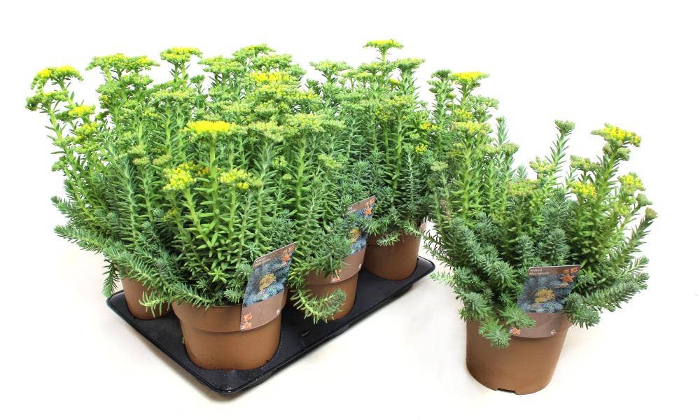 Sedum 'Blue Spruce'