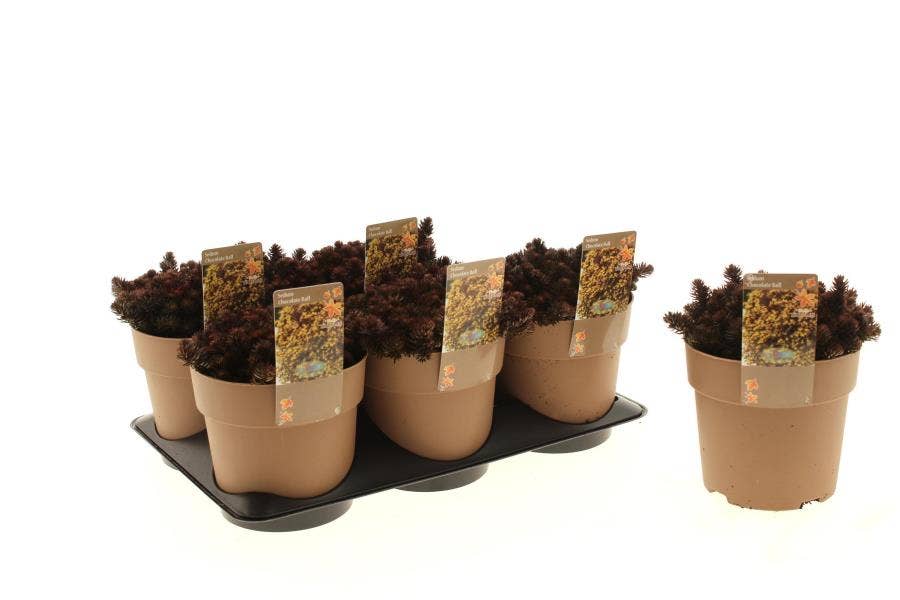 Sedum 'Chocolate Ball'
