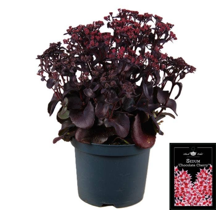 Sedum 'Chocolate Cherry' 