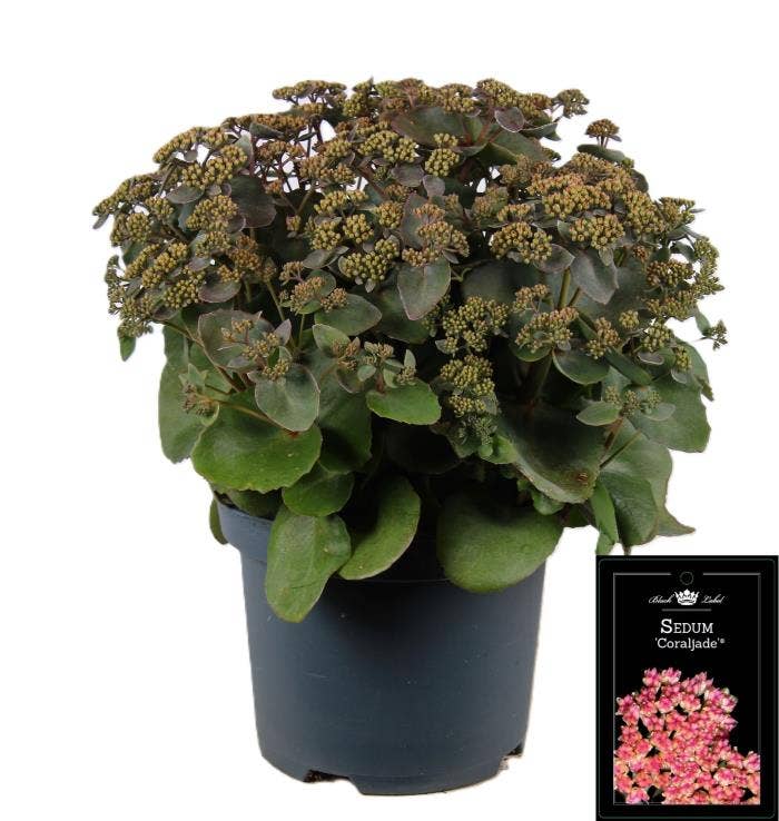 Sedum 'Coral Jade' 