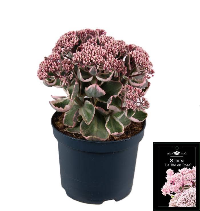Sedum 'La Vie en Rose'