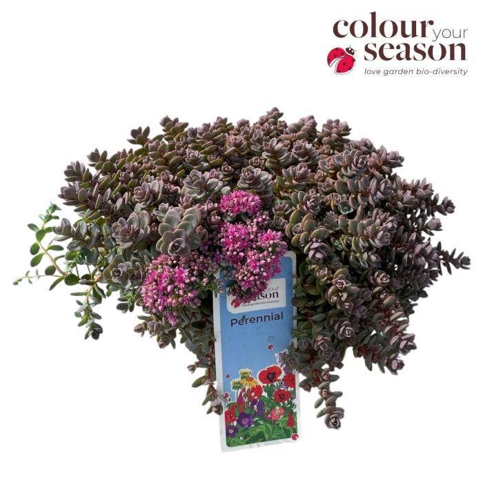 Sedum 'Lidakense'