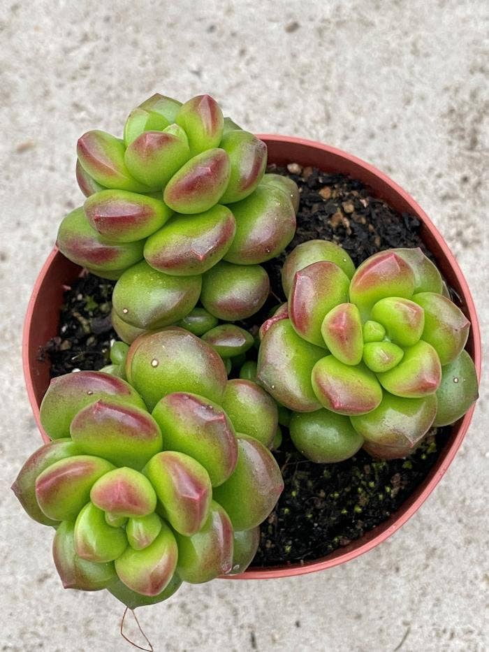 Sedum Lucidum Flowering