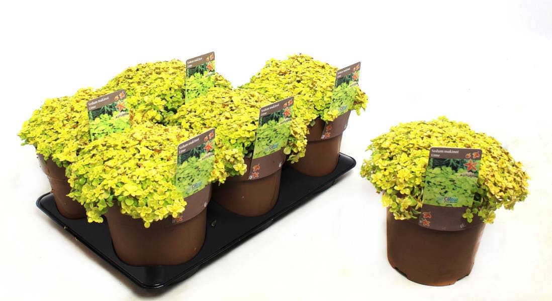 Sedum mak. 'Lime'