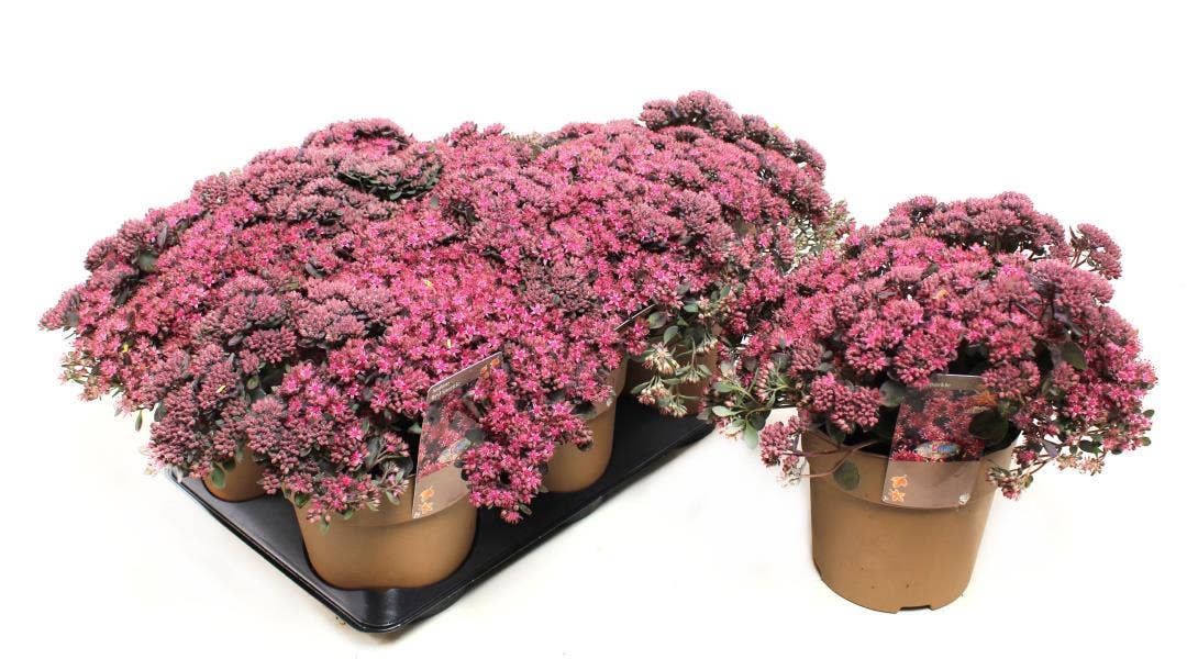 Sedum 'Red Sparkle'