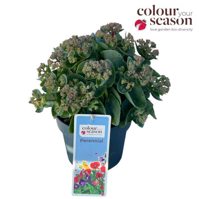 Sedum 'Seduction'