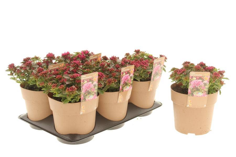 Sedum 'Spot On Deep Rose'