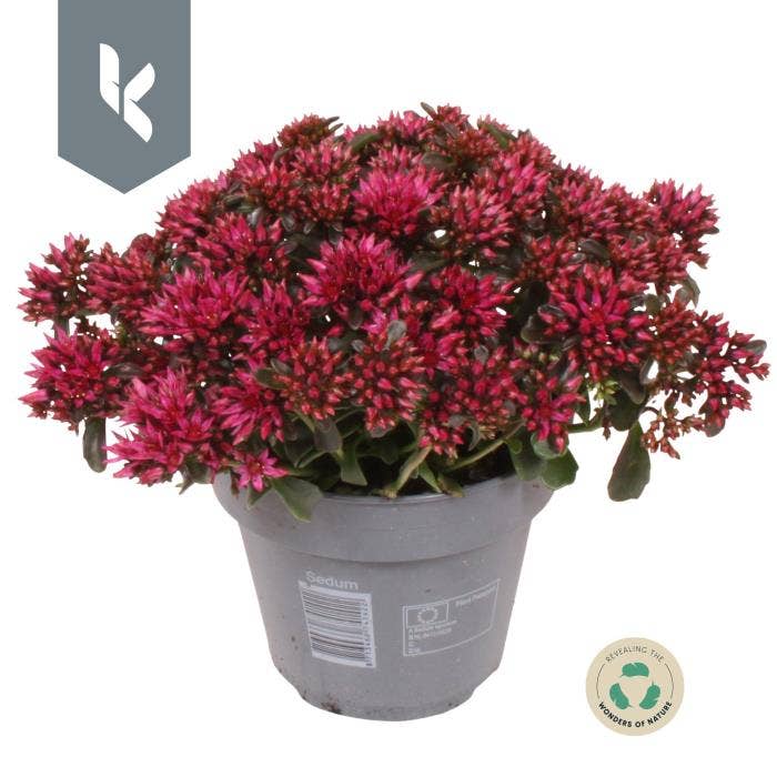 Sedum 'Spot On Deep Rose'