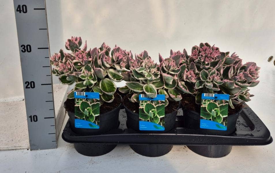 Sedum tel.  La Vie en Rose
