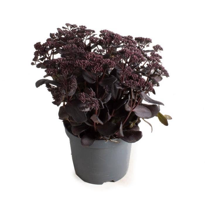 Sedum 'Touchdown Teak'