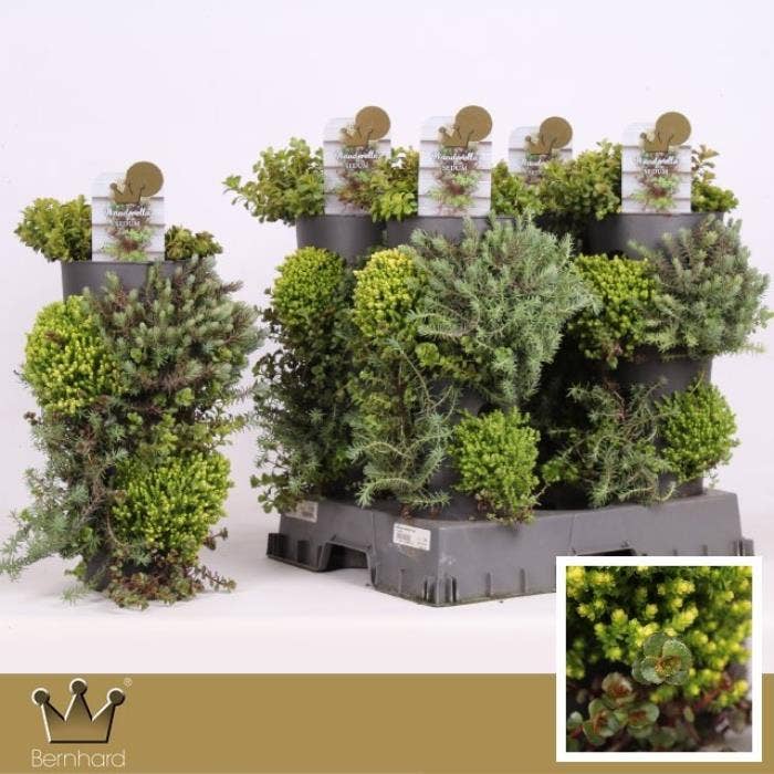 Sedum Wanderella