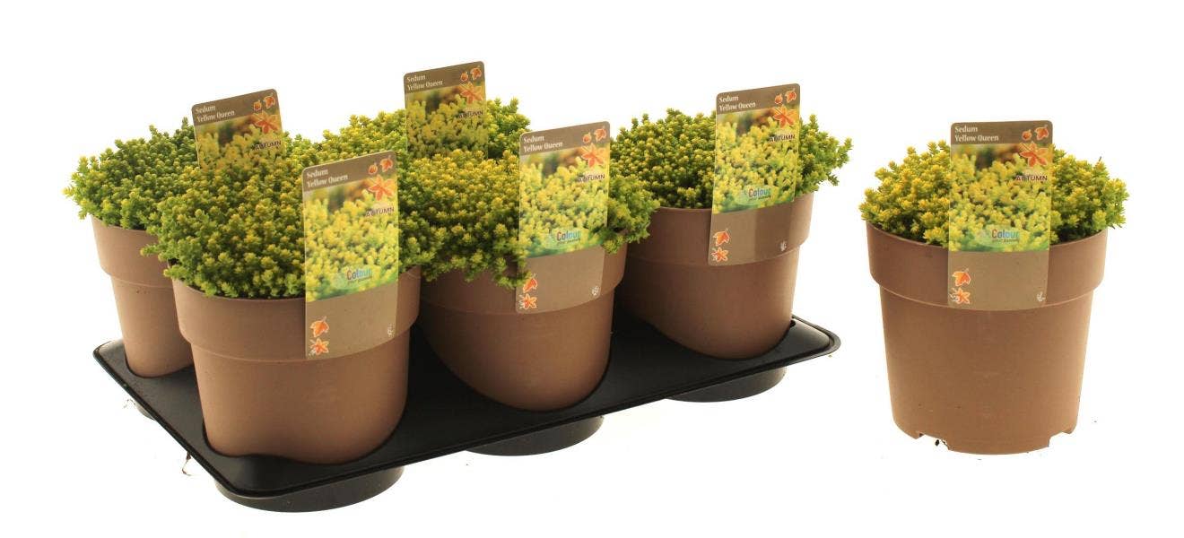 Sedum 'Yellow Queen'