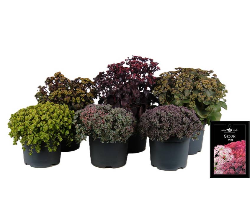 Sedum Green Solutions