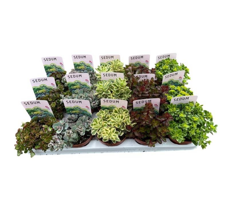 Sedum Green Solutions
