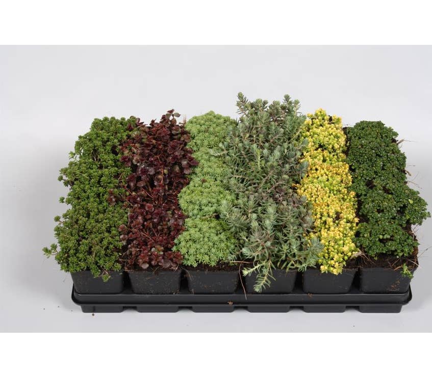 Sedum Green Solutions