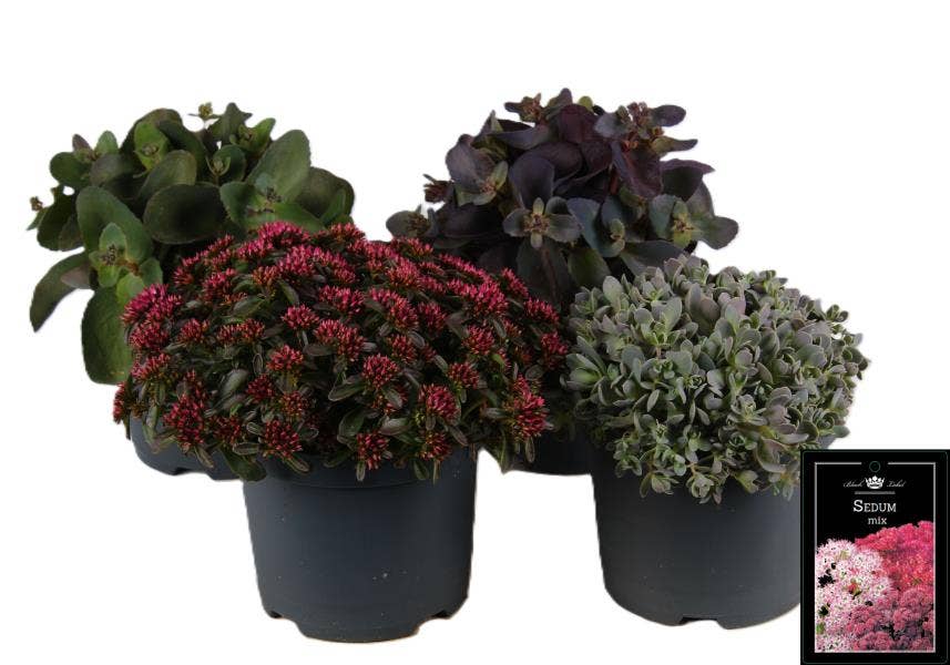 Sedum