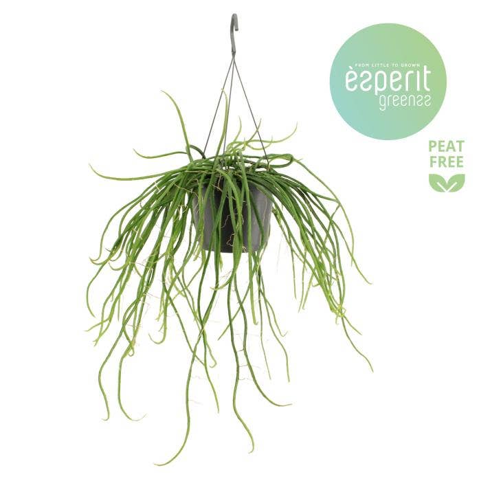 Selenicereus wercklei