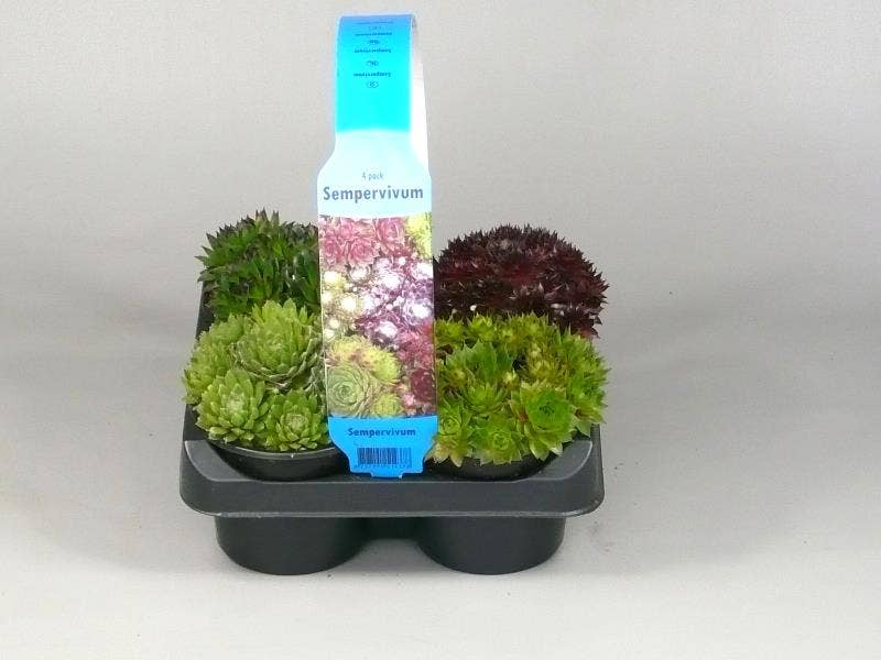 Sempervivum 4-pack