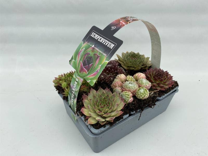 Sempervivum 6-pack 7cm
