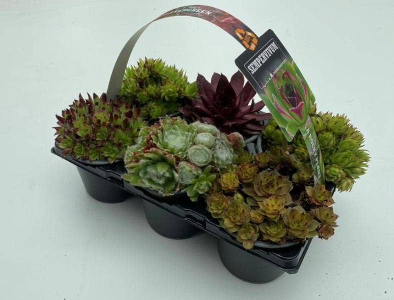 Sempervivum 6-pack 9cm