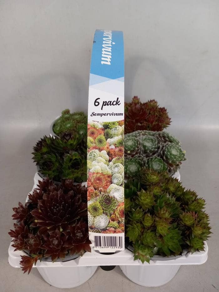 Sempervivum 6-pack