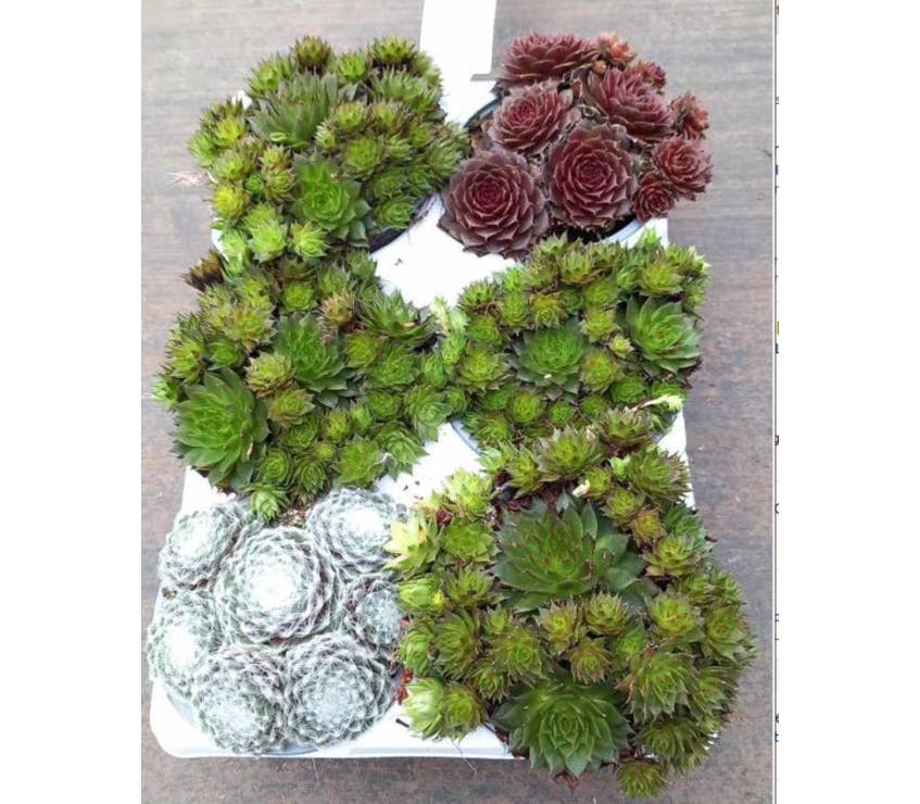 Sempervivum 6pack Green Solutions