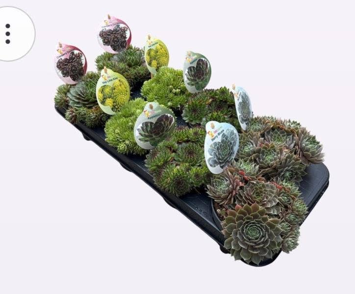 Sempervivum 'Chick Charms'