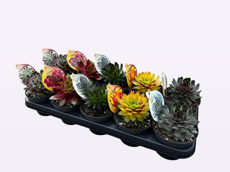 Sempervivum 'Chick Charms'