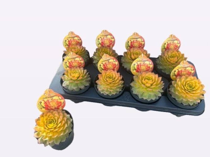 Sempervivum 'Gold Nugget'