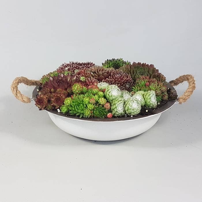 Sempervivum in zinc bowl old look