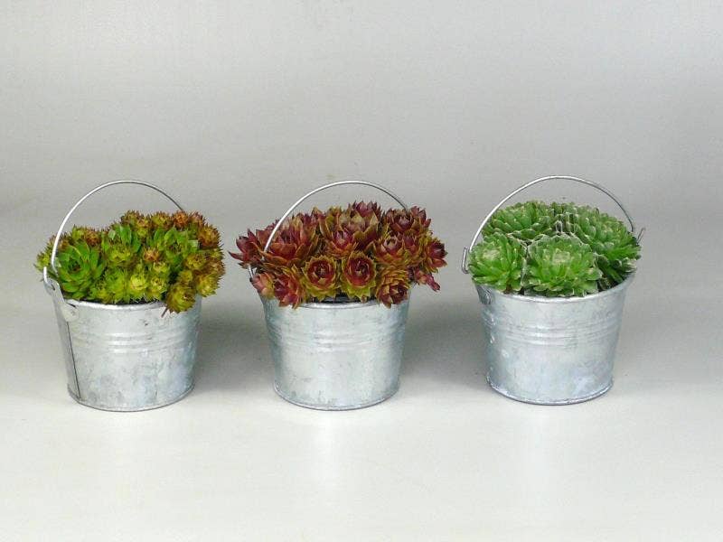 Sempervivum in zinc bowl
