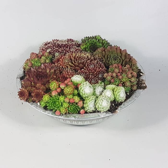 Sempervivum in zinc bowl