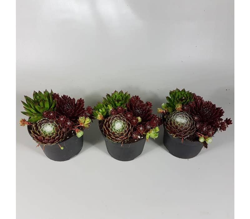 Sempervivum Trio Green Solutions