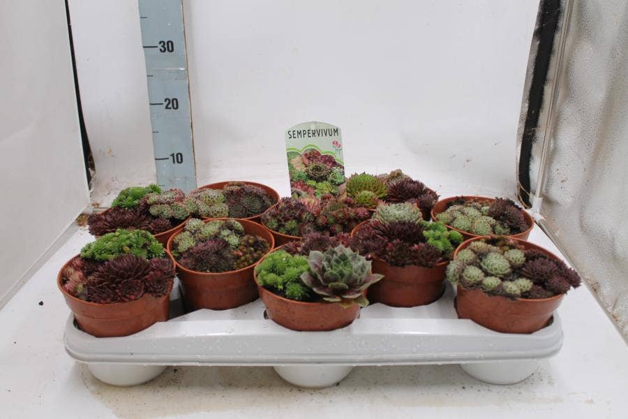 Sempervivum Trio
