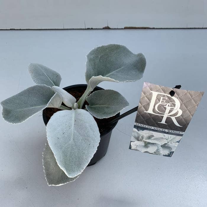 Senecio 'Angel Wings'