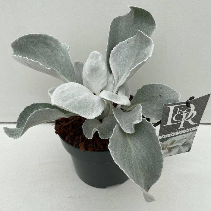 Senecio 'Angel Wings'