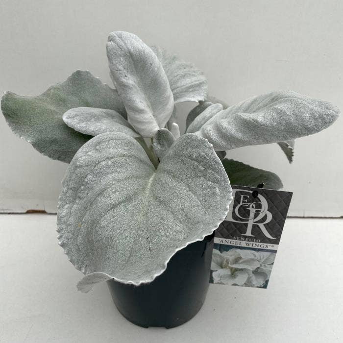 Senecio 'Angel Wings'