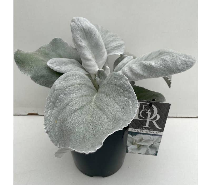 Senecio 'Angel Wings'