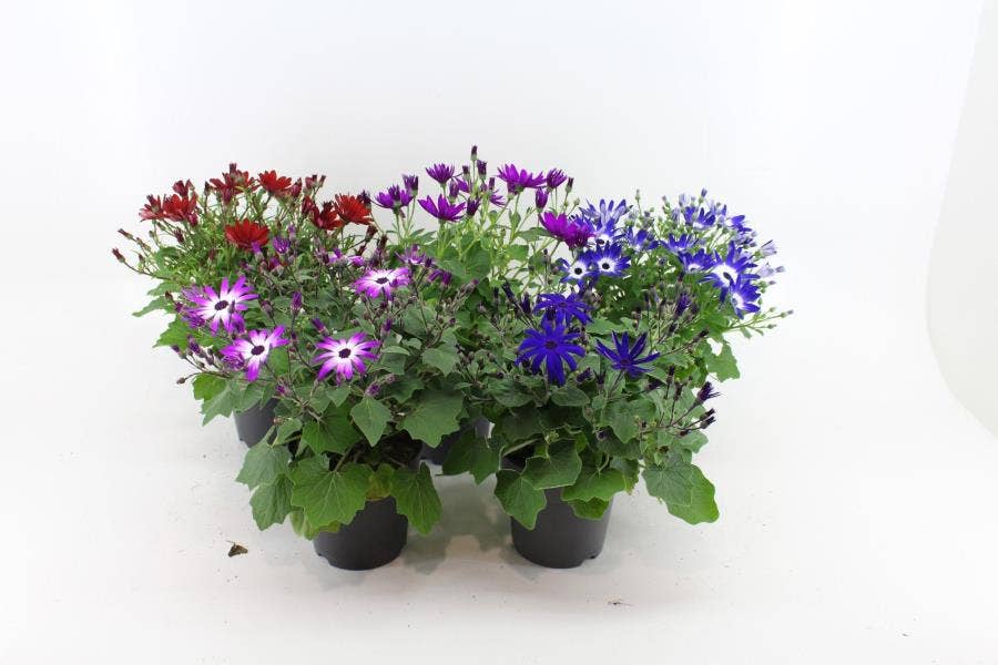 Senecio Senetti