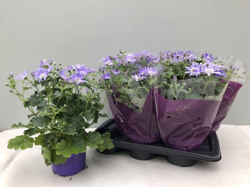 Senecio Senetti