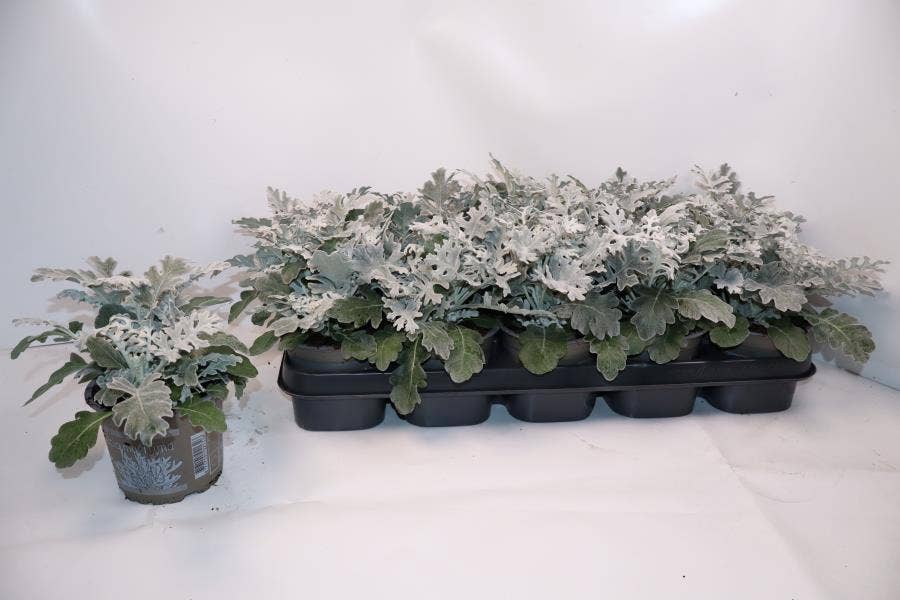 Senecio 'Silverdust'