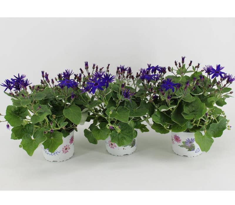Senetti Pericallis Deep Blue